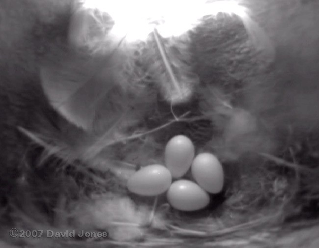 The clutch of four eggs this afternoon