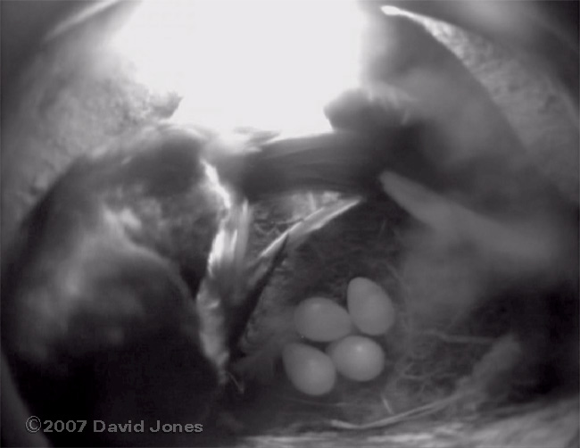 Four eggs revealed at 8.30am