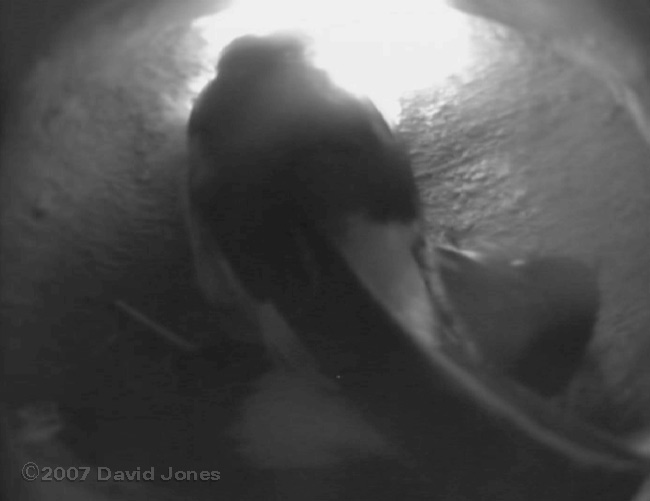 Male rests on female after she lays an egg