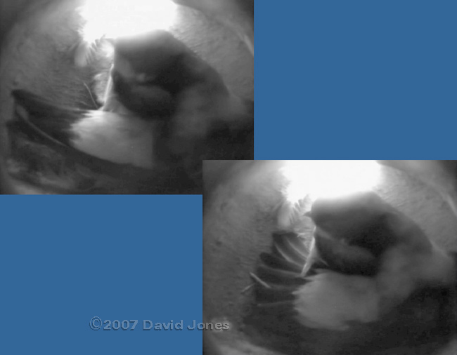 Female spreads her tail feathers as she lays an egg