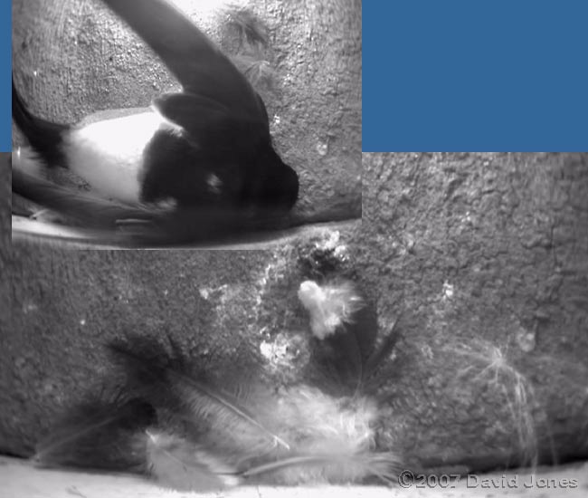 Feathers and a shuffle in nest 3