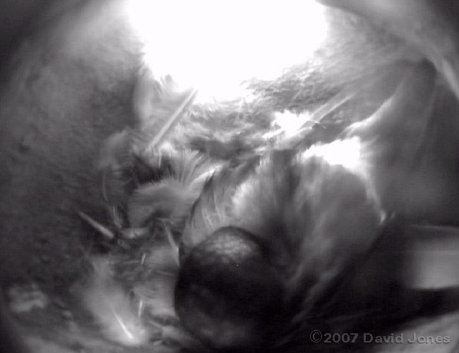House Martin (with beak tucked under its fluffed up feathers) incubating eggs