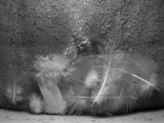 Feather bedding in nest 3