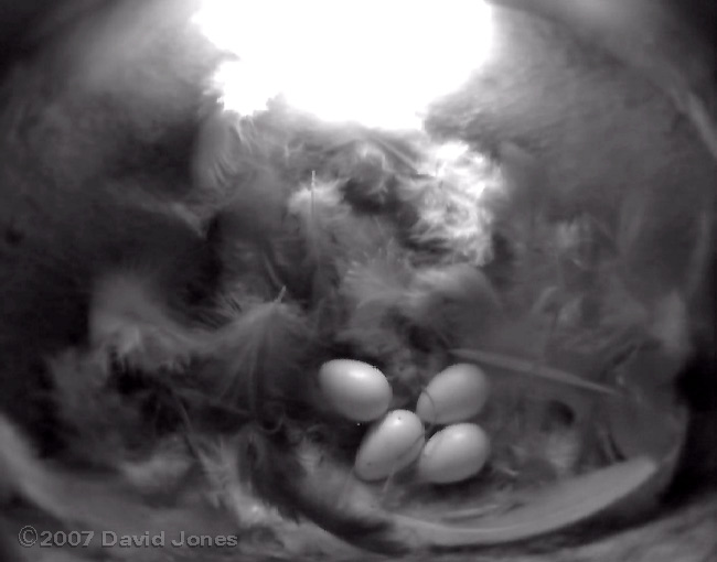The House Martin eggs in a bed of feathers in nest 1, 26 July 2007
