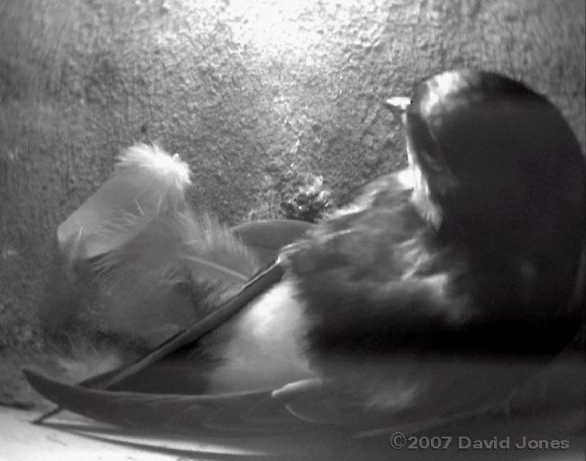 The House Martin in nest 3