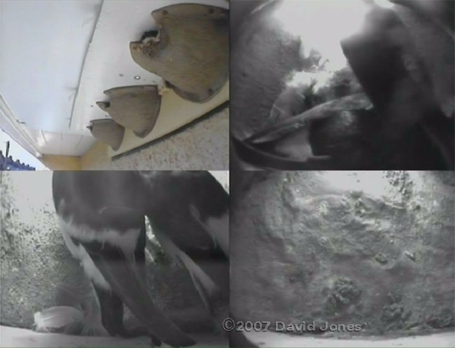 Composite image showing pairs of House Martins in nests 1 & 3