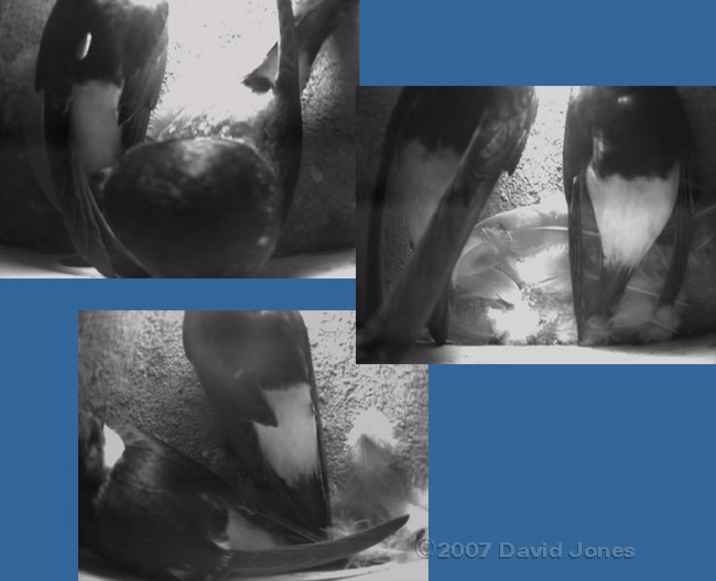 Pair of House Martins in nest 3