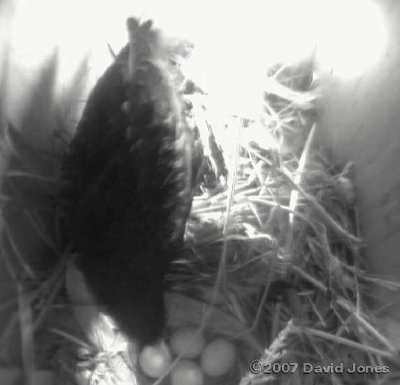 The four eggs in box 2