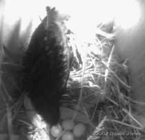 The four eggs in box 2