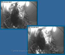 Female Starling tends to eggs