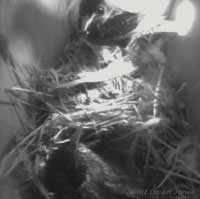 A Starling brings food for the first chick