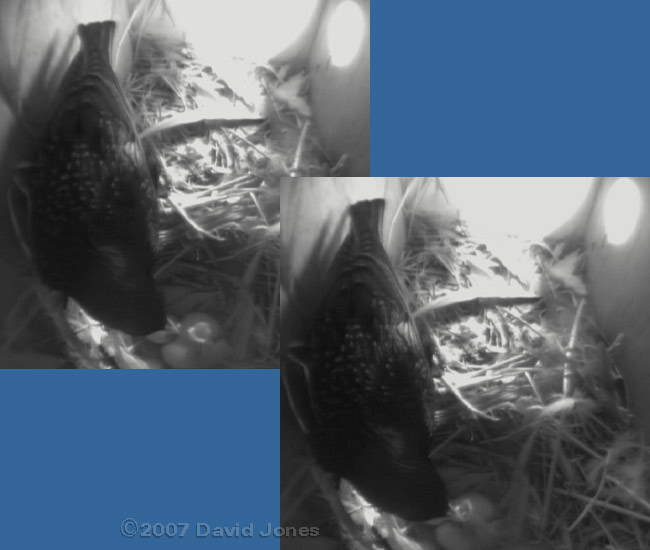 The first chick is fed