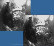 The first chick is fed