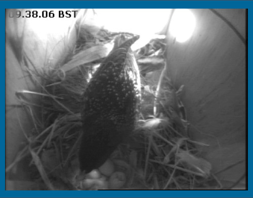 A second egg is opening