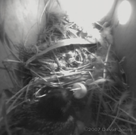 Shell from first egg to hatch