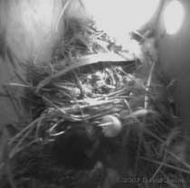 Shell from first egg to hatch