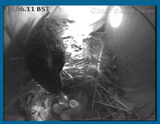 Two eggs still intact at 6pm