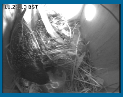 Three chicks have hatched