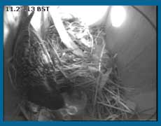 Three chicks have hatched