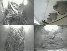 The first House Martin visit of the year - 1