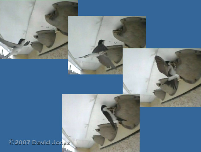 The first House Martin visit to nest 1