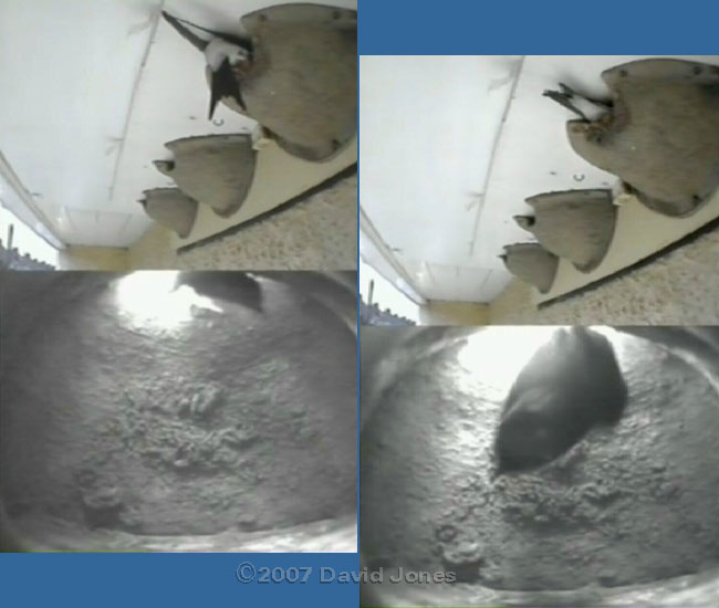 The first House Martin enters nest 1