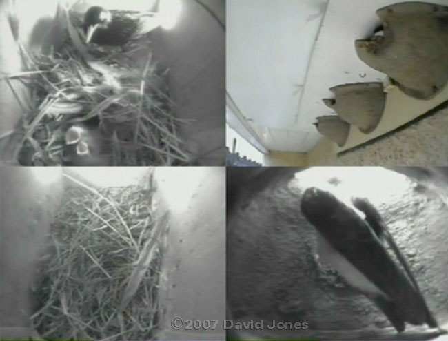 The House Martin looks out of nest 1 as a Starling brings food for its chicks