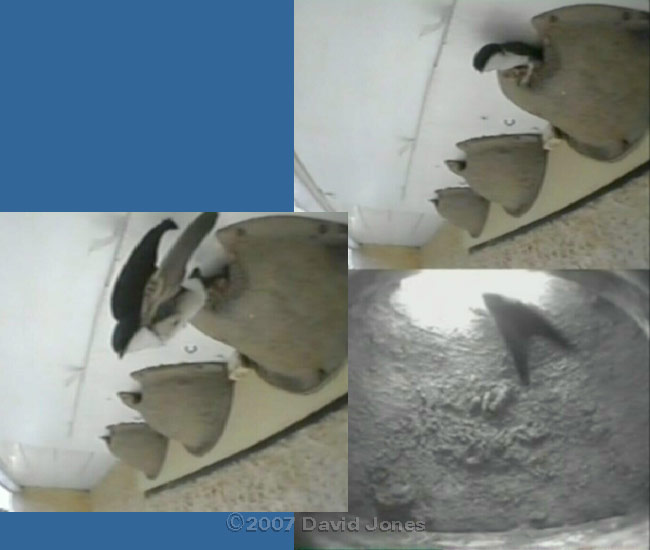 The House Martin leaves nest 1 after its first visit