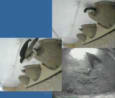 The House Martin leaves nest 1 after its first visit