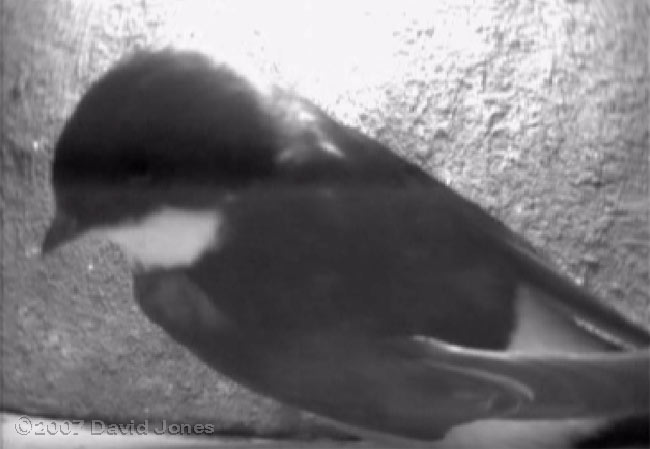 A House Martin visits box 3 before 8am