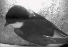 A House Martin visits box 3 before 8am