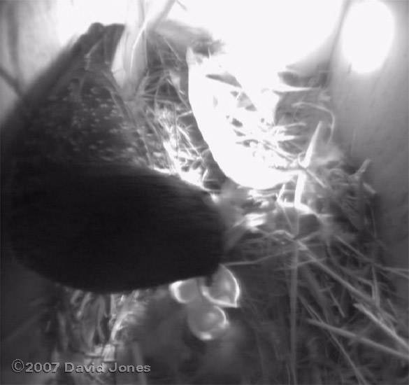 The female Starling and her three chicks