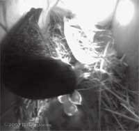 The female Starling and her three chicks