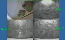 House Martin nests - webcam image