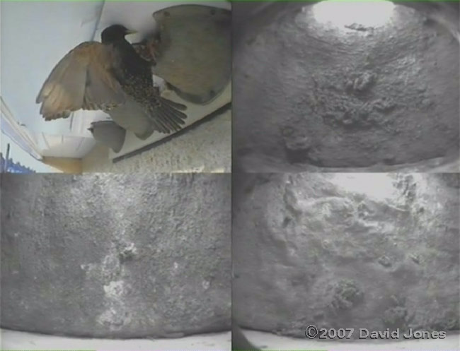 A Starling looks into a House Martin nest at 6.50am