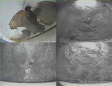 A Starling looks into a House Martin nest at 6.50am