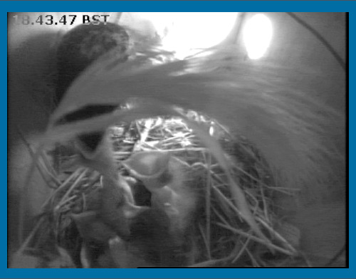 Webcam image obstructed by grass