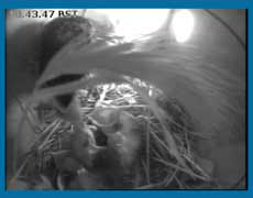 Webcam image obstructed by grass