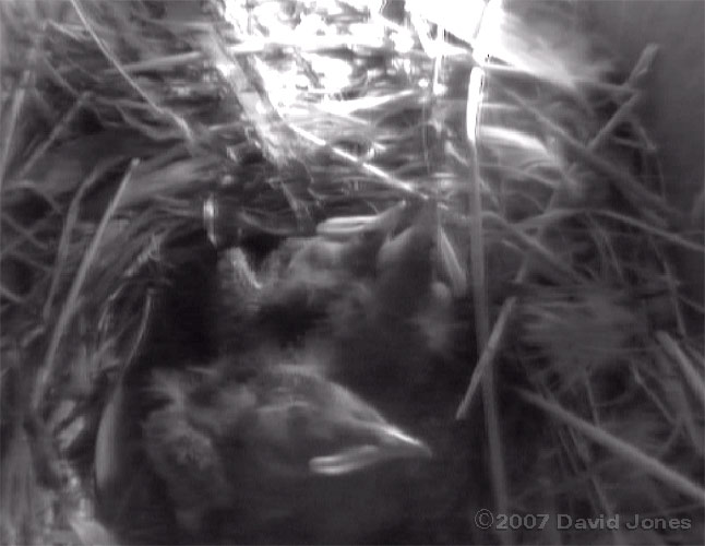 The chicks this morning