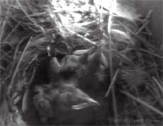 The chicks this morning