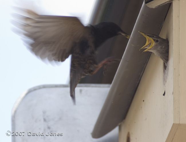 Two of the chicks compete for a feed