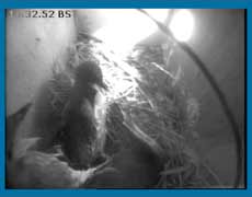 The chicks squabbling