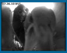 The camera is probed by a chick