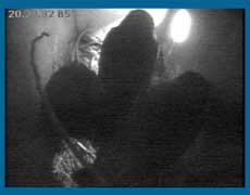 The chicks this evening