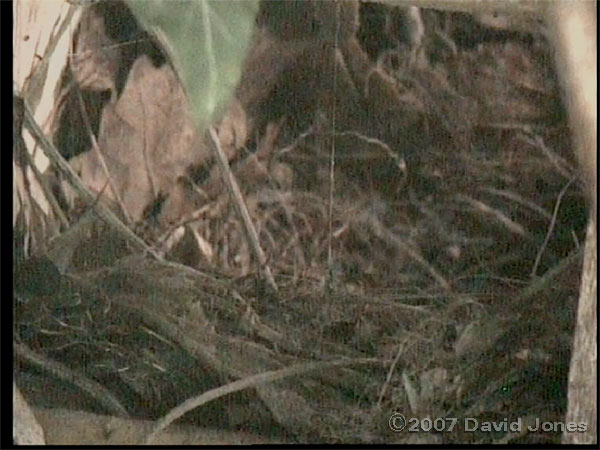 An empty Robins' nestbox