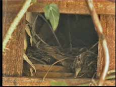 Robins' nest entrance
