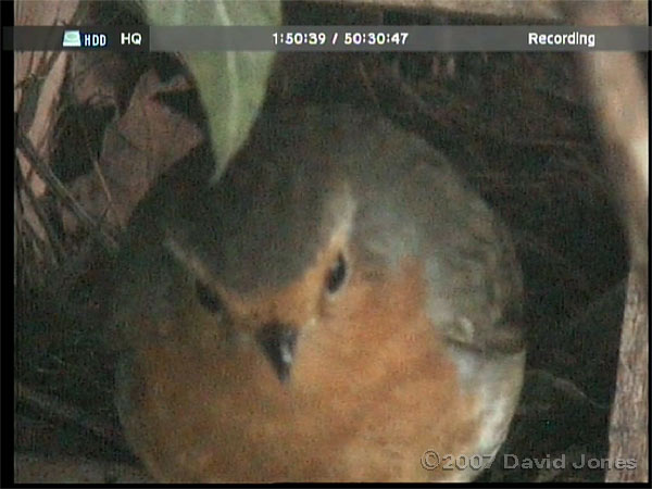 A Robin leaves the nestbox