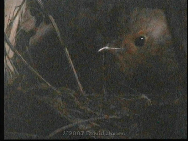 Robin visits nest at 6.35am