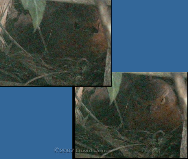 Robin rests in nest as dawn approaches