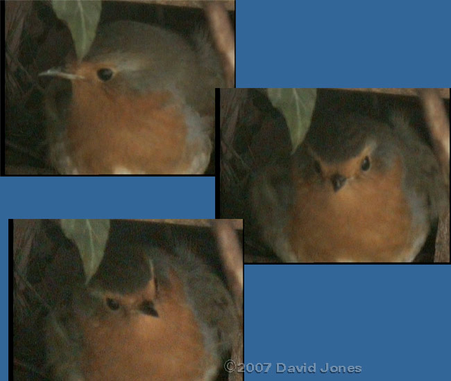 Robin prepares to leave her nest after dawn visit